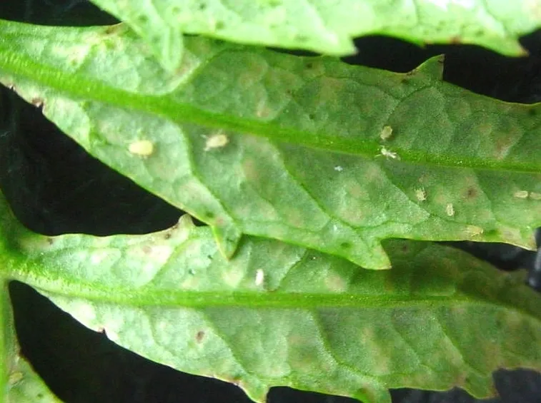 parassiti pomodori