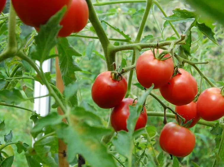 pomodori tondi