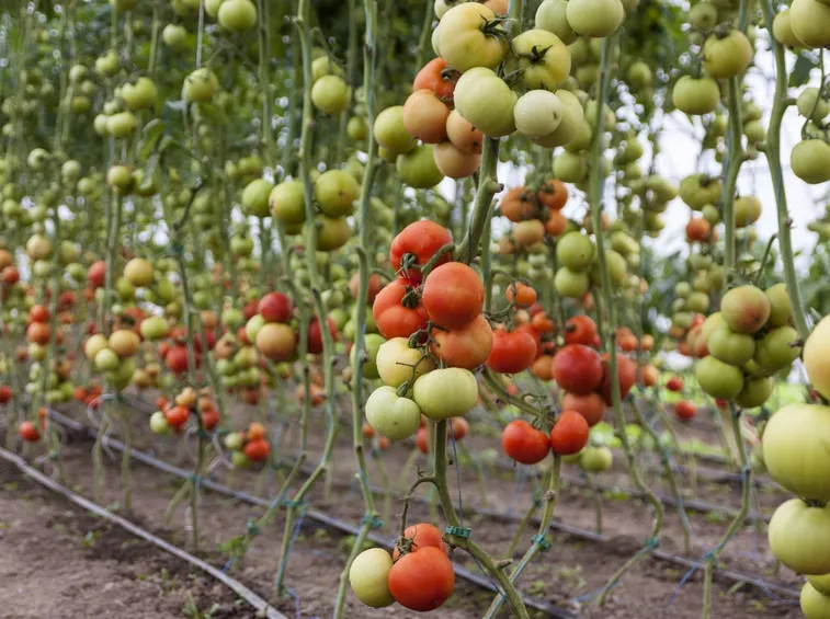 Caratteristiche del pomodoro