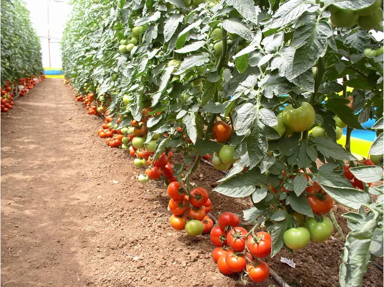 pomodori
