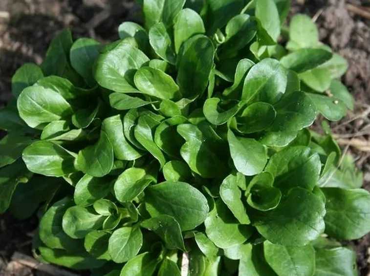 valerianella