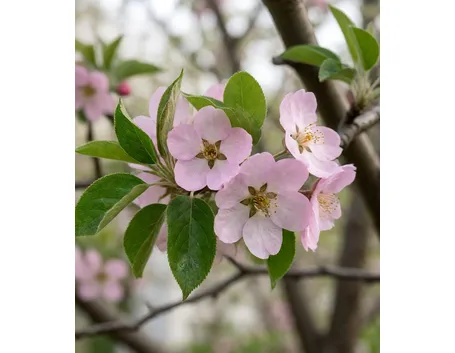 Fiori