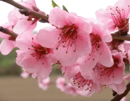 Fiori di pesco
