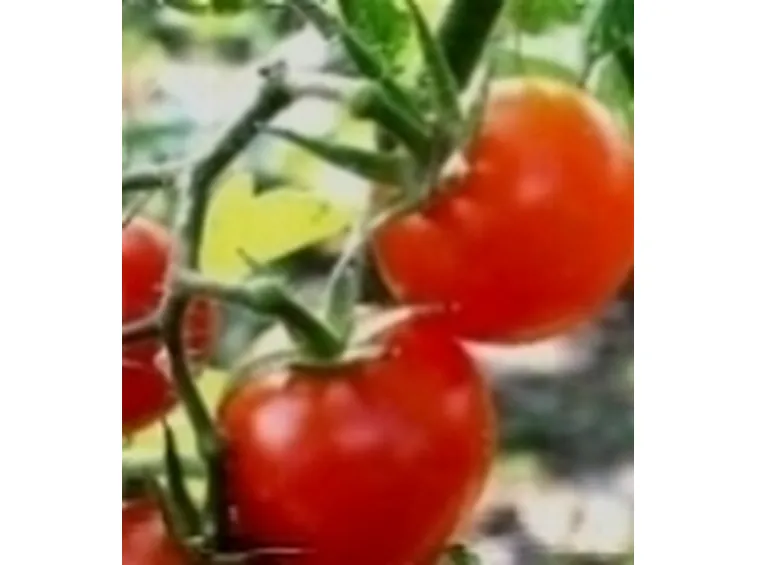 pomodoro