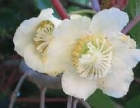 Fiori di kiwi