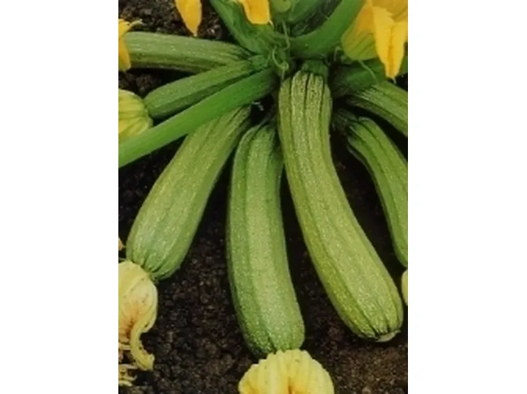 zucchine