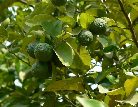 Citrus medica