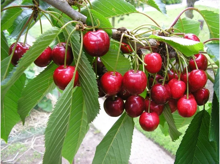 Frutti ciliegio