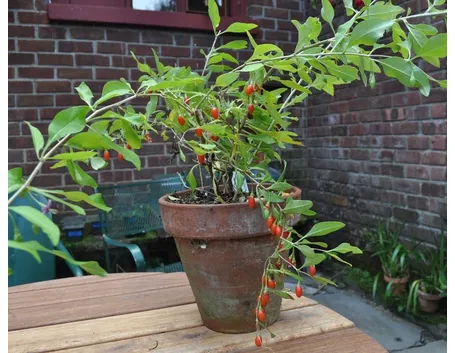 Coltivare la bacca di goji