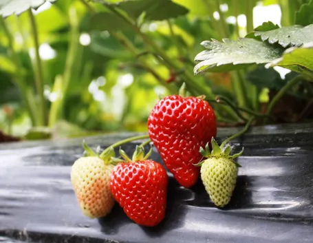 fragole