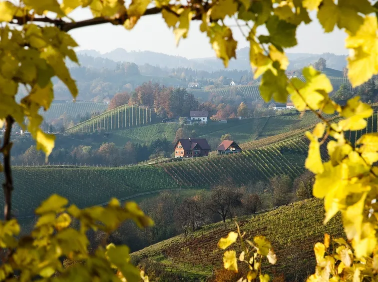 concimazione vigneto