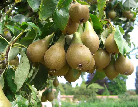Piante pere
