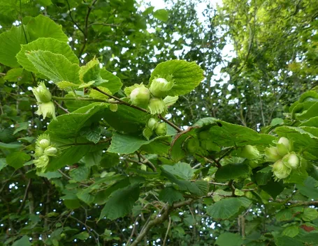 Nocciolo pianta