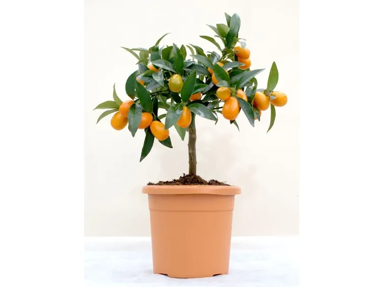 Fortunella japonica