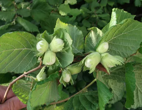Albero Nocciolo