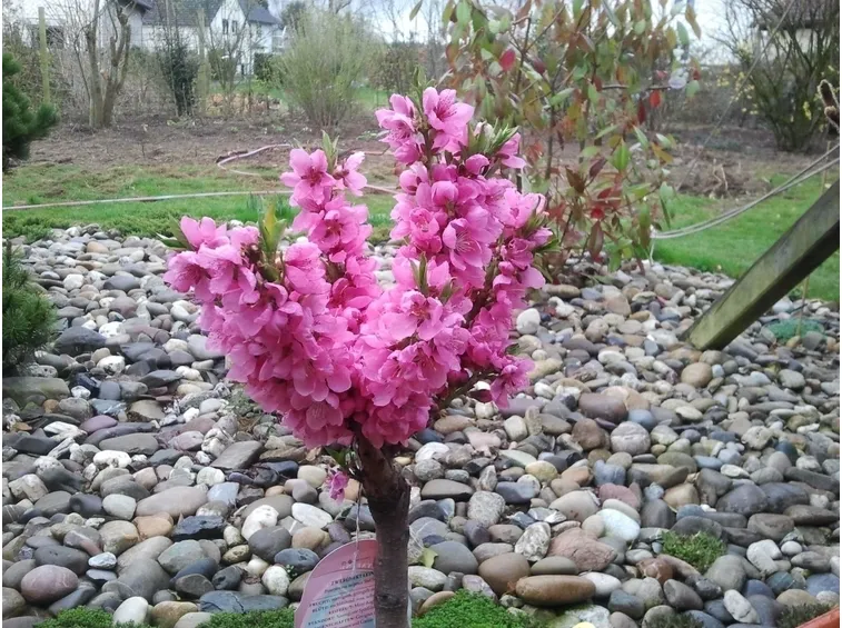 Pesco nano fiore