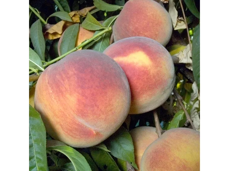 Ramo frutti