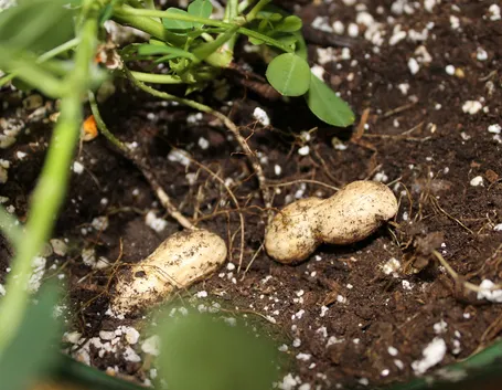 Immagine di un campo di arachidi