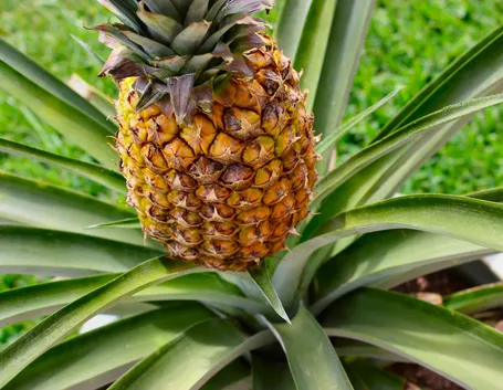 Frutto della pianta di Ananas