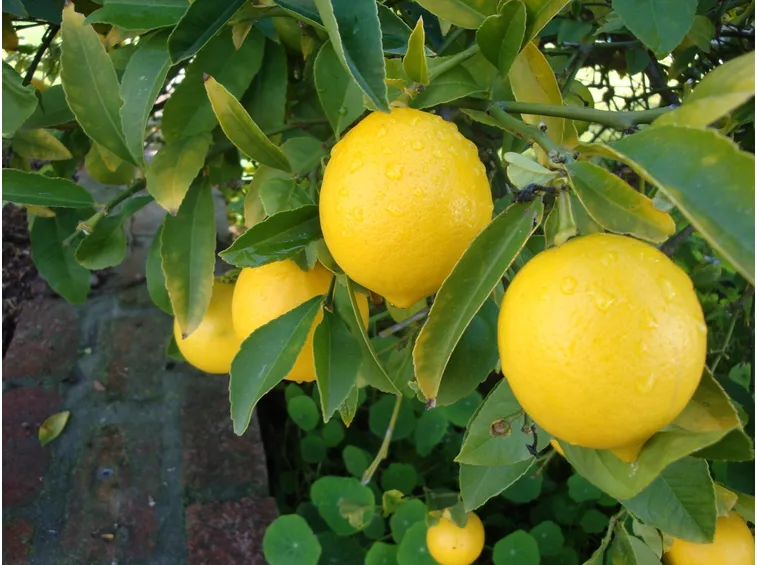 Albero limoni frutti