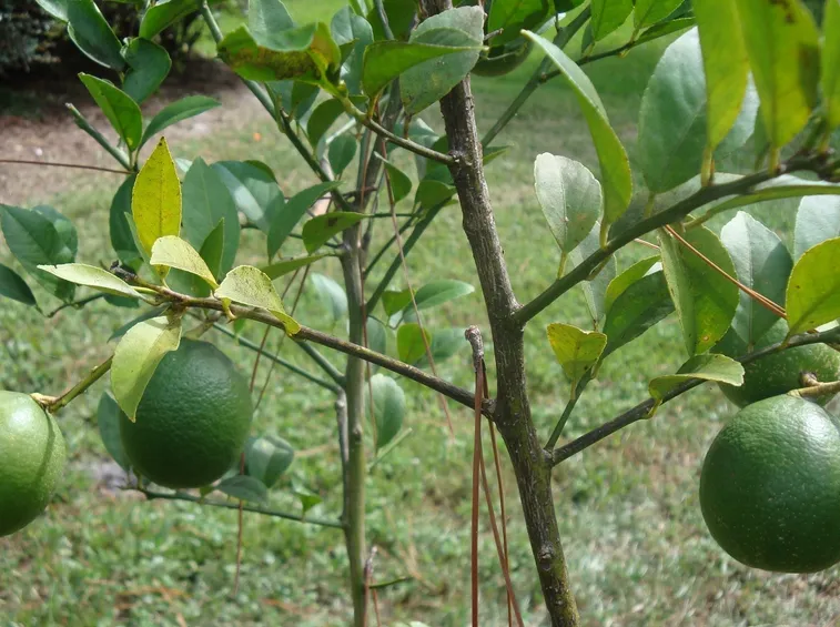 Rami limoni