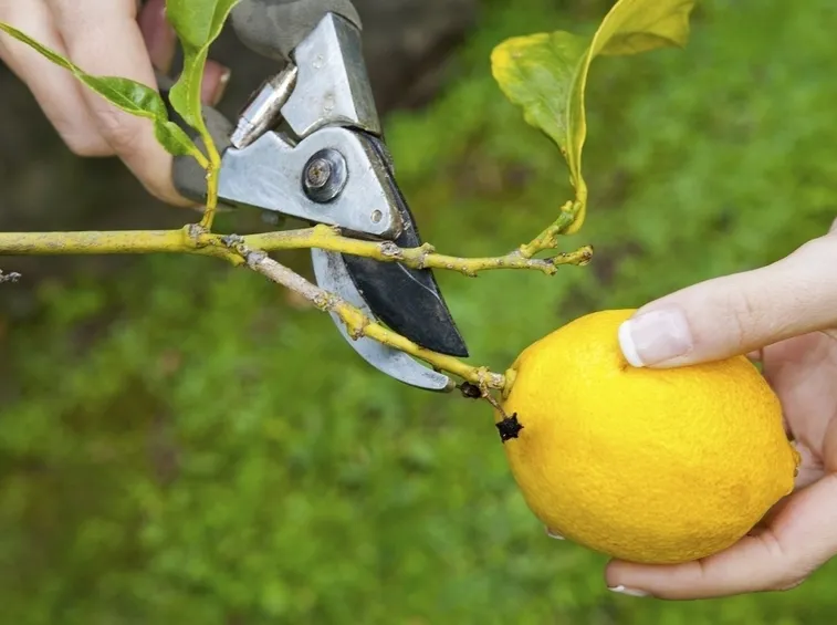 Fiore pianta limoni