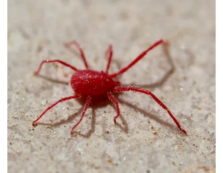Ragnetto rosso