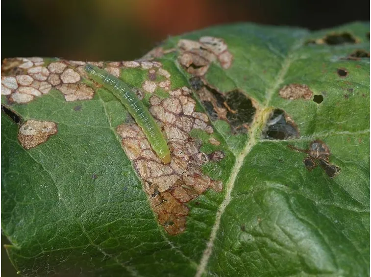 Larva di capua