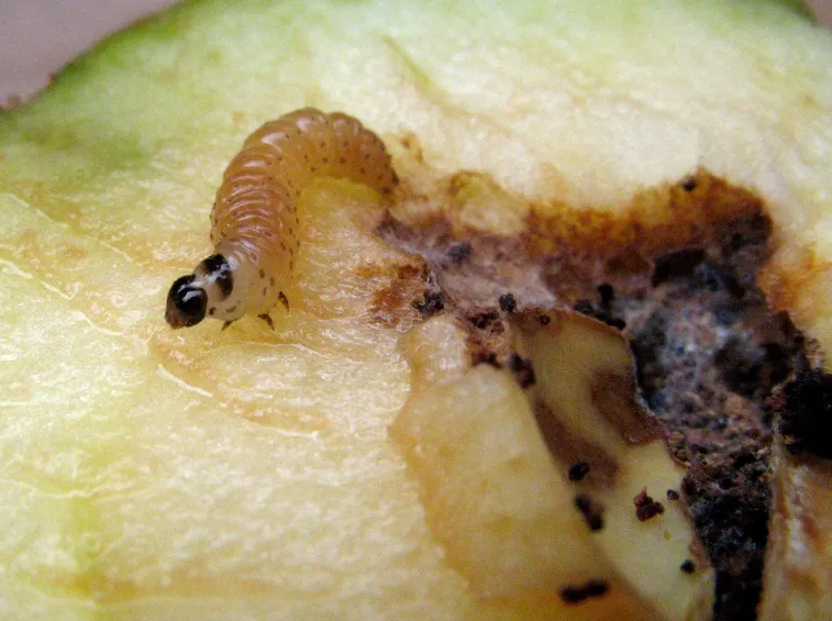 Larva di carpocapsa