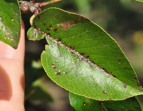 Pianta attaccata dalla cocciniglia di San Josè