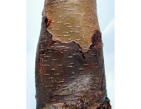 Segni di marciume del colletto