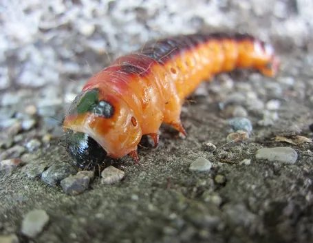Larva di rodilegno rosso