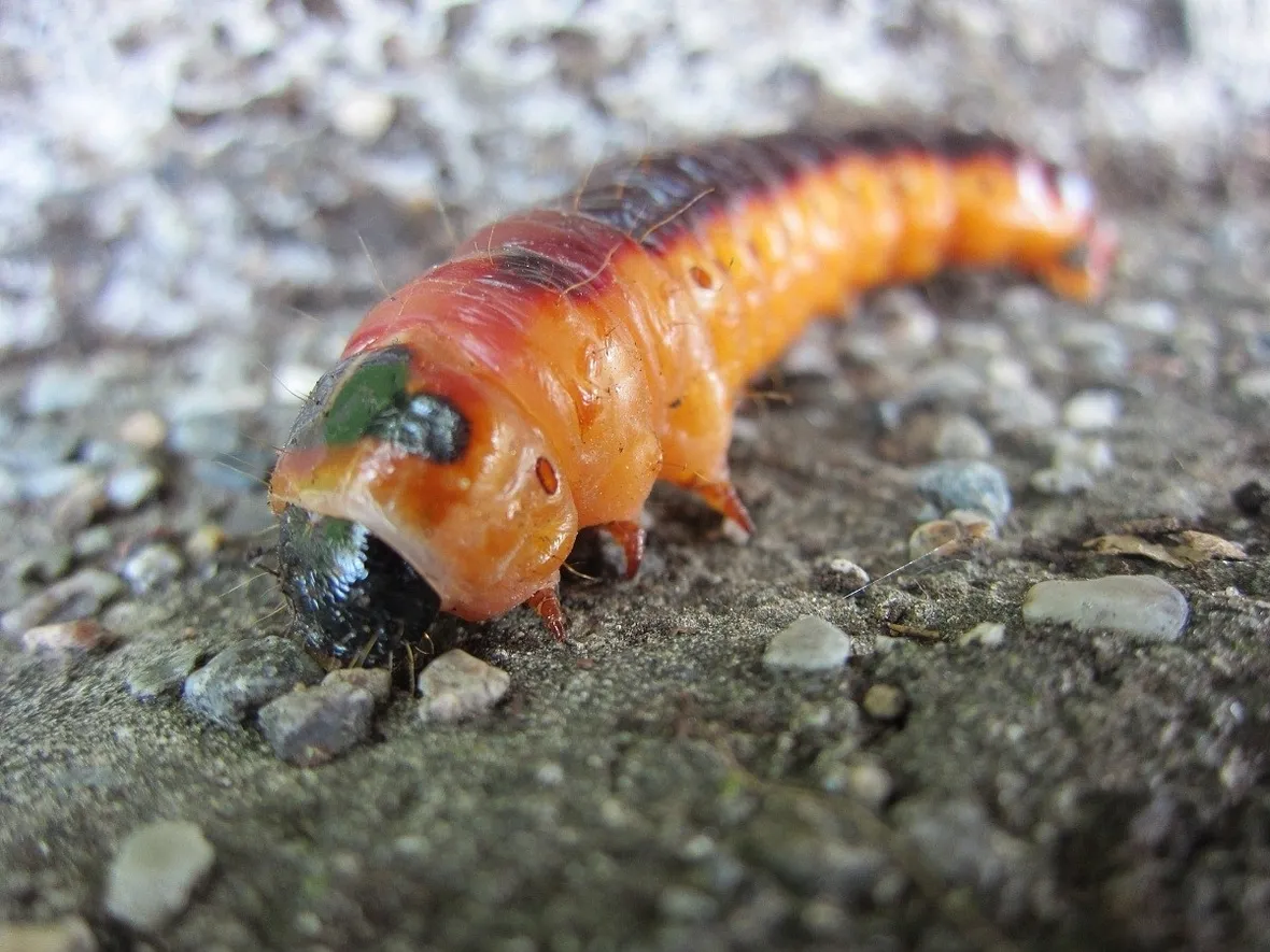 Larva di rodilegno rosso
