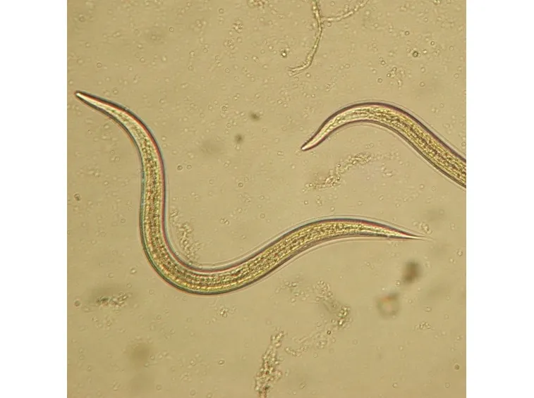 Steinernema Spp