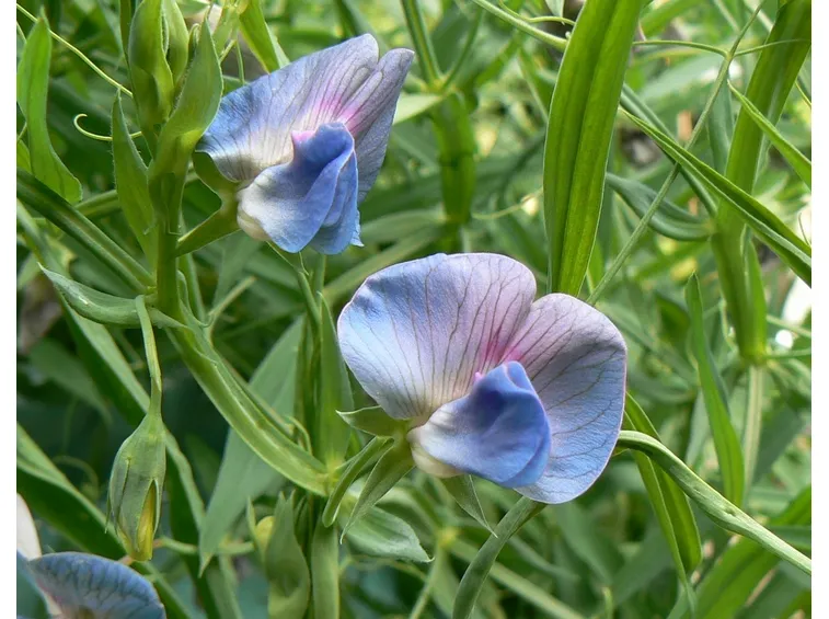 Fiori cicerchia