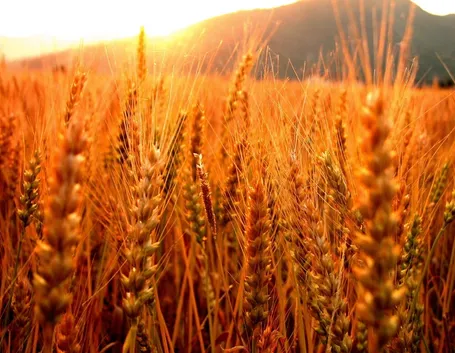 Campo spighe grano