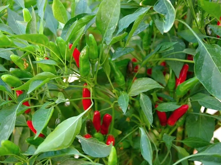 Peperoncino di Soverato
