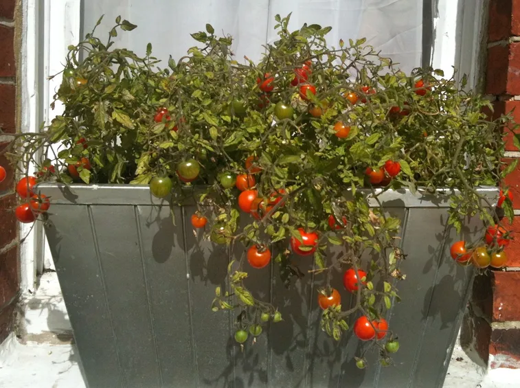 pomodri sul balcone