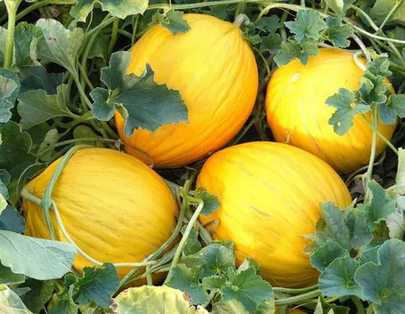 Melone bianco