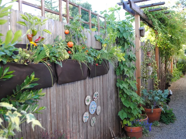 Pomodori rampicanti