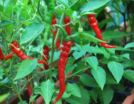 Esempio di pianta di peperoncino Cayenne