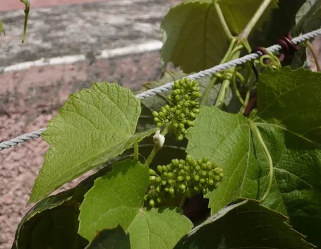 Infiorescenza di Vitis vinifera