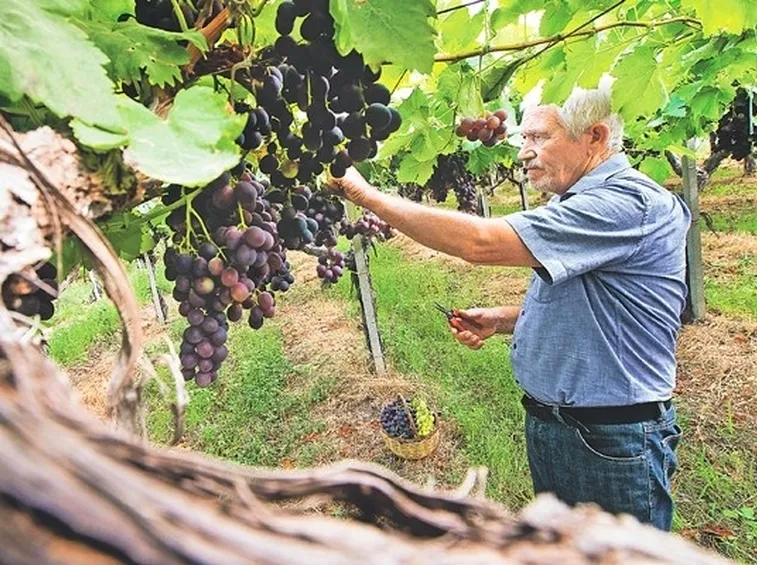 piante d'uva