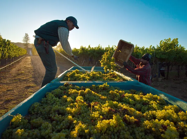 Attività di vendemmia
