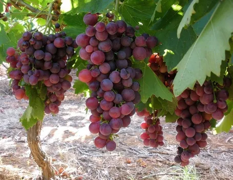 Grappoli di uva cardinal pronti per la raccolta