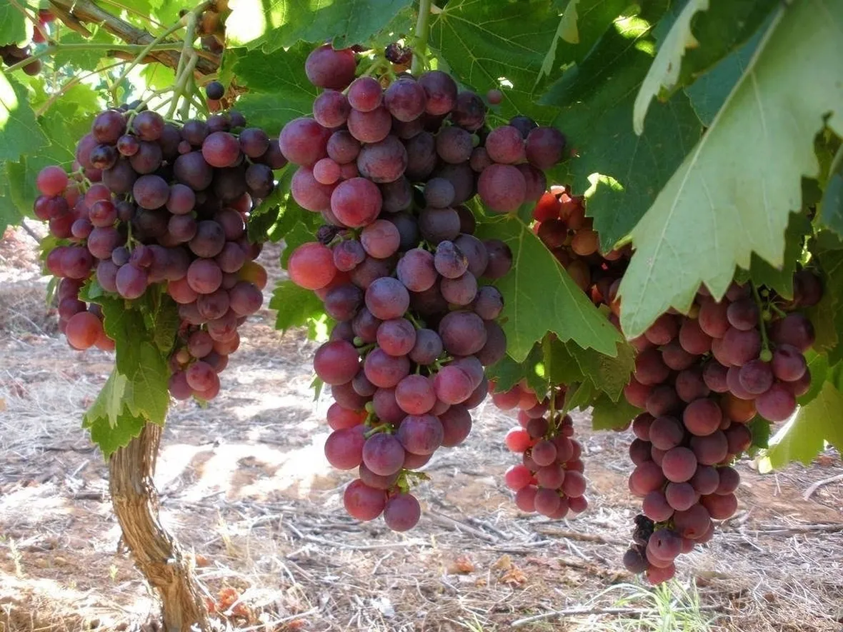 Grappoli di uva cardinal pronti per la raccolta