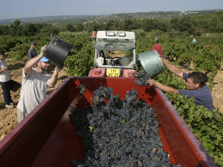 giornata dedicata alla vendemmia