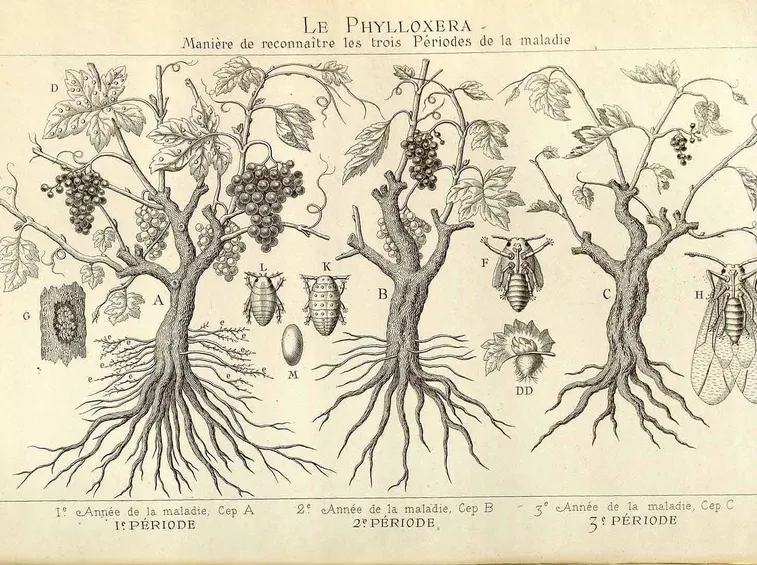 Disegno botanico di Vitis Vinifera
