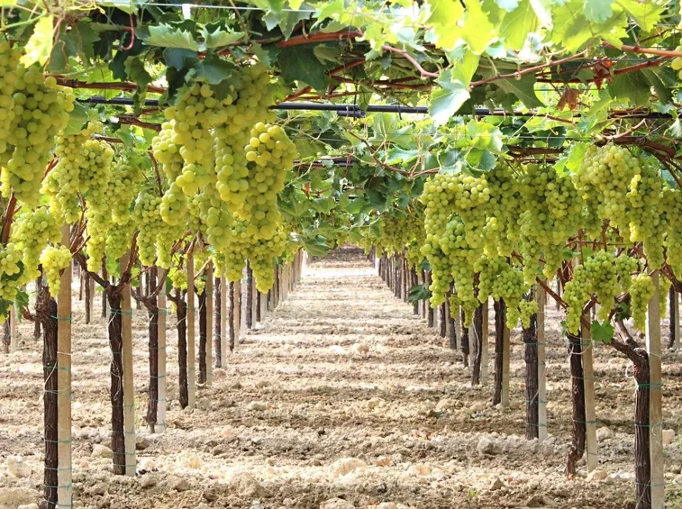 Vigneti di uva Mazzarrone