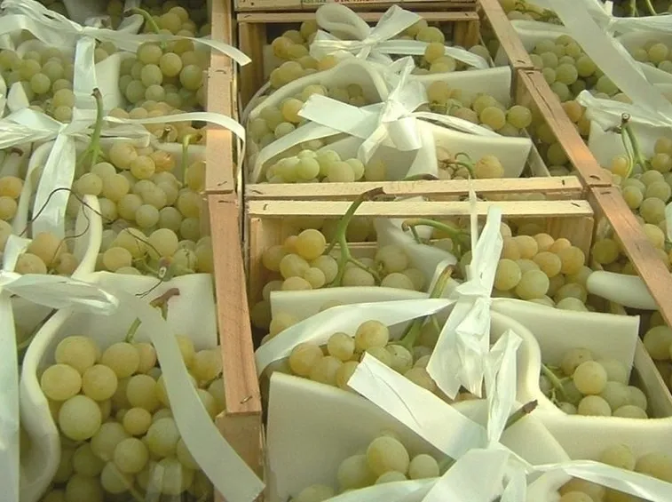 Grappoli di Uva di Mazzarrone